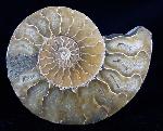 Cleoniceras (Grycia) besairiei COLLIGNON 1949 - Bild © FossNet FossilienStore